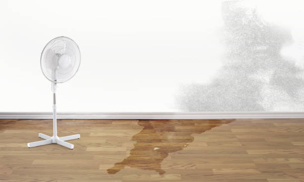 Best Carpet water damage restoration  in Lambertville, NJ